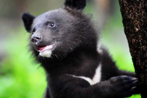 Ruské medvědi nuceni evakuovat návštěvníky parku v číně Ruské medvědi nuceni evakuovat návštěvníky parku v číně
